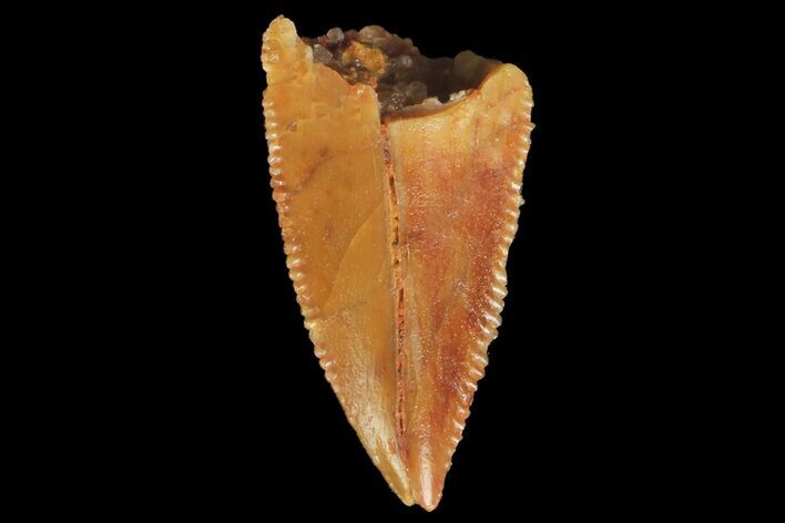 Serrated, Raptor Tooth - Real Dinosaur Tooth #176209
